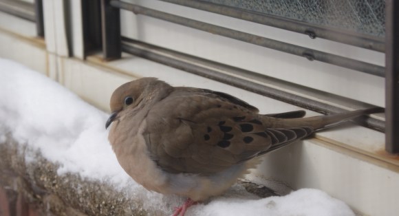 The scene outside my window today. Poor little guy needs a space heater. 