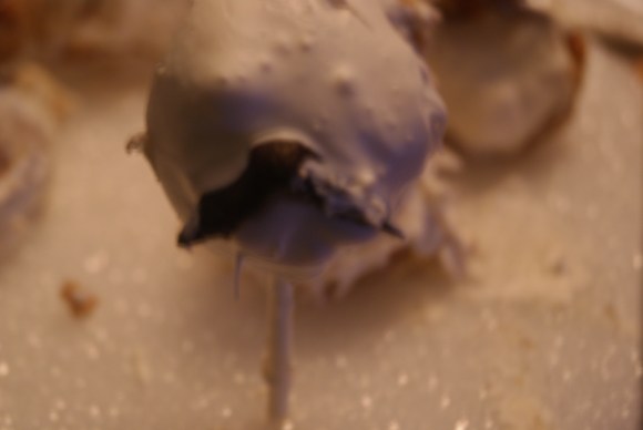 This is a mustachioed carrot cake pop that I made for my father, who has a mustache. He does not have large bumps all over his face, but I cake pops are horribly difficult. 