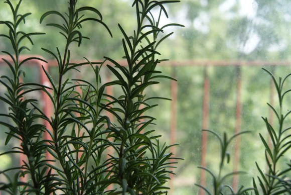 This is our rosemary plant. I recommend such a plant if you want your weird city kitchen to smell fancy.
